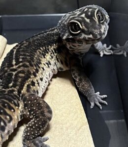 218a4c2c8c1df60aabaeeb9f8ad4bb1f