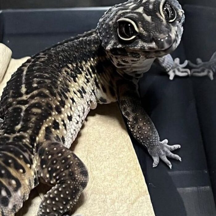 218a4c2c8c1df60aabaeeb9f8ad4bb1f