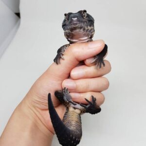 22d86d444a51af8b72ea042640602fa9