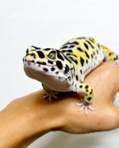 41c68b5a-54b3-4f16-b3d3-14058d7ec9e8