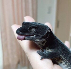 4d03ff8b-95bf-4ccb-9bfa-9f58aade7ff6