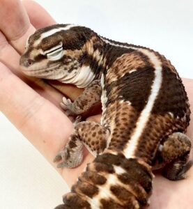 7e2c892b4698754c926f632d87d2af67